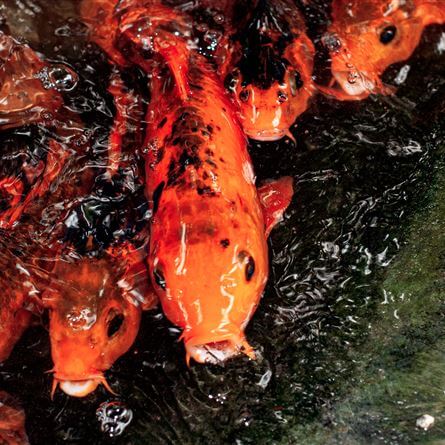 Tierwelt in der Raffeiner Orchideenwelt: Bunte Schmetterlinge