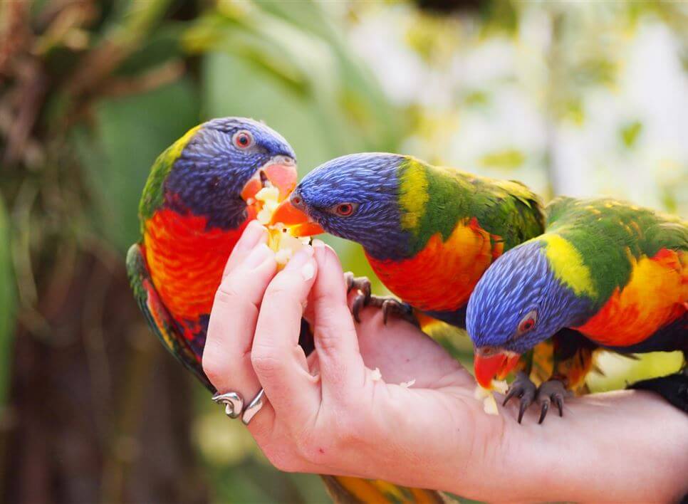 Tierwelt in der Raffeiner Orchideenwelt: Bunte Loris werden mit frischen Früchten von Besuchern gefüttert.