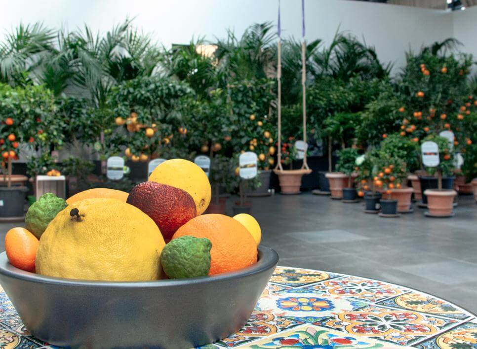 Tierwelt in der Raffeiner Orchideenwelt: Bunte Loris werden mit frischen Früchten von Besuchern gefüttert.