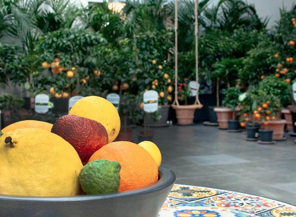 Tierwelt in der Raffeiner Orchideenwelt: Bunte Loris werden mit frischen Früchten von Besuchern gefüttert.