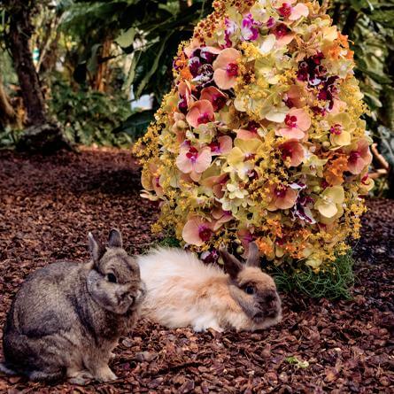 Ostern in der Orchideenwelt