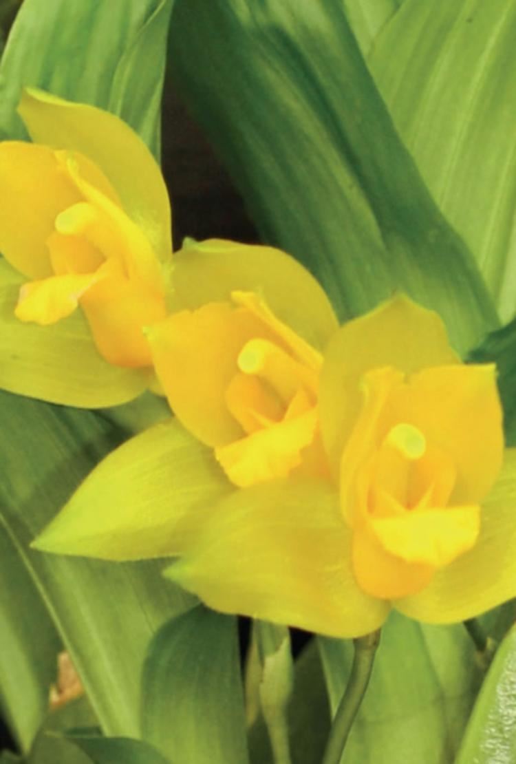 Lycaste